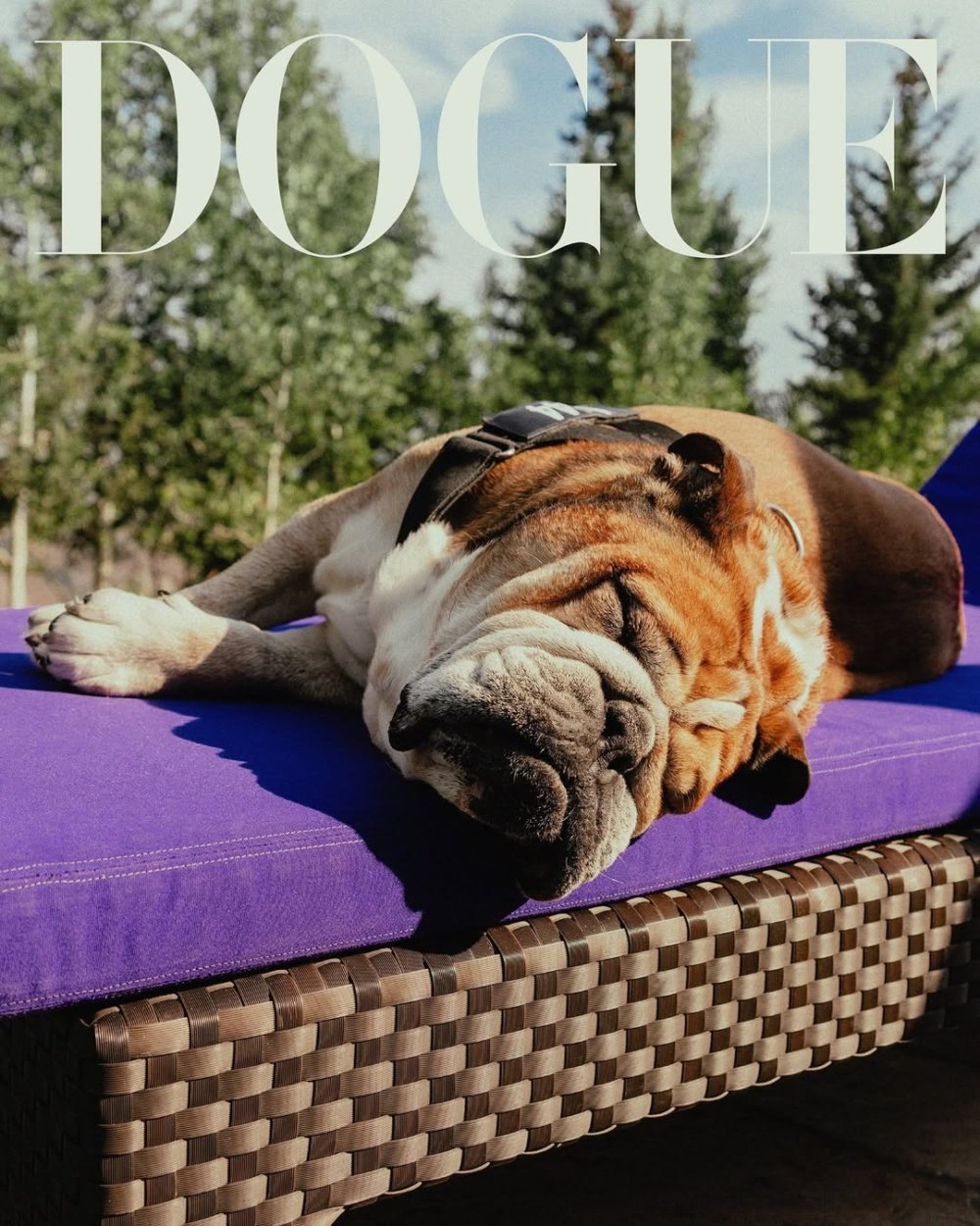 Dogue熱潮席捲時尚界｜狗狗成為伸展台新主角毛孩一樣引領潮流, image size:1000x1250