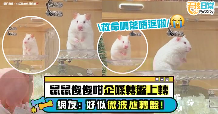 倉鼠舞台劇大上演！閉眼淡定如音樂盒玩偶旋轉不止 網友笑稱：像微波爐轉盤！