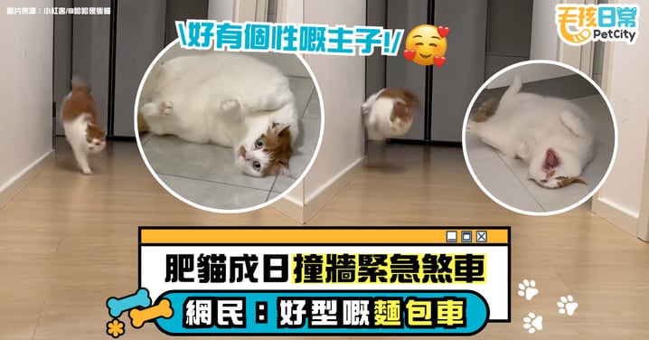 胖貓急煞拐彎日常上演!每次經過必撞牆 萌態動作讓主人笑稱:好酷的麵包車