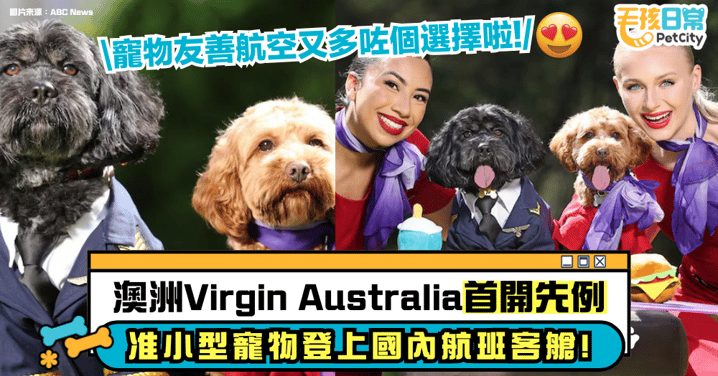 寵物友善航空｜澳洲Virgin Australia首開先例 允許小型寵物登上國內航班客艙！