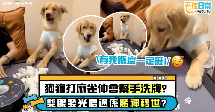 狗狗「上桌」搓麻將 金毛犬興奮到要「自摸」 專注眼神像極賭神轉世