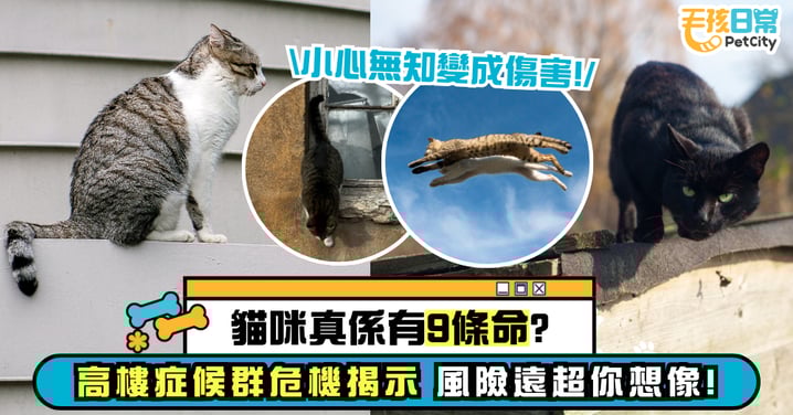 貓咪真的有9條命?破解高樓墜落迷思 你可能一直被誤導了!