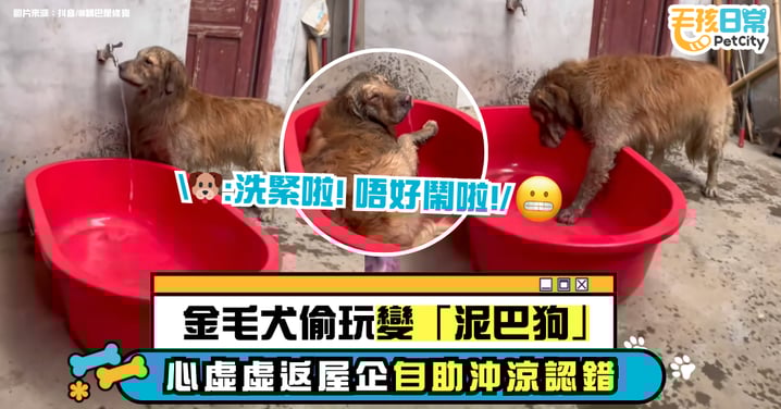 全身髒兮兮！金毛犬偷玩變「泥巴狗」　回家心虛自助洗澡超爆笑