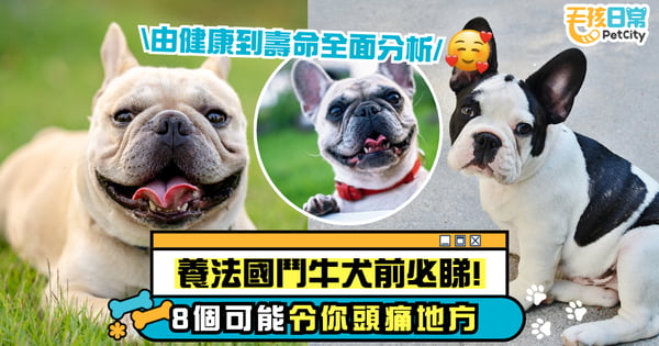 養法國鬥牛犬前必看!8個可能讓你頭痛的地方 從健康到壽命全面解析