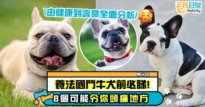 養法國鬥牛犬前必看！8個可能讓你頭痛的地方 從健康到壽命全面解析