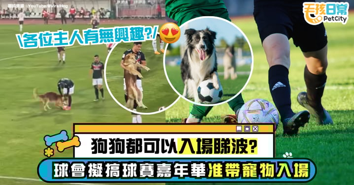足球賽事研容許寵物入場 香港或迎來全新「毛孩玩樂」熱點