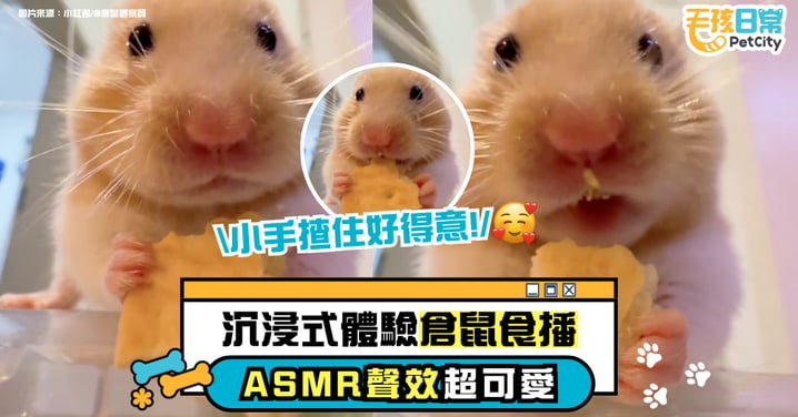 沉浸式體驗倉鼠吃播 肉嘟嘟臉頰+脆餅聲療癒全網
