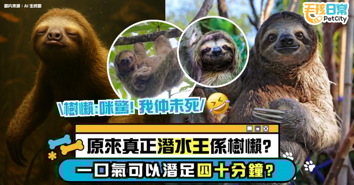 佛系生存也能贏!樹懶憋氣40分鐘超越海豚 冷門動物潛水技能大解密!