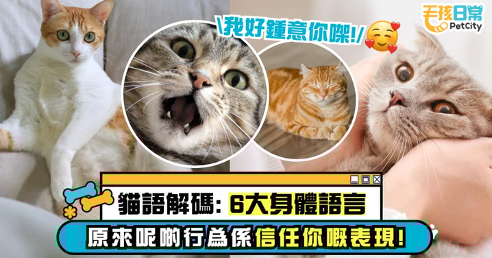 貓語解碼大全：6大貓咪身體語言與日常動作翻譯 看出貓咪是否真正信任你！