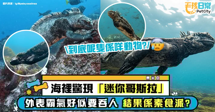 海裡驚現「迷你哥斯拉」！霸氣外型像要吞人　沒想到是素食派？【有片】