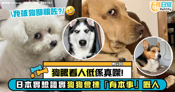 狗眼看人低是真的！日本實驗證實狗狗會選「有本事」的人 難怪牠對你愛搭不理！