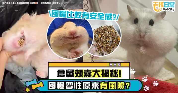 倉鼠頰囊大揭秘|為什麼愛囤糧?飼主要注意的衛生與健康問題