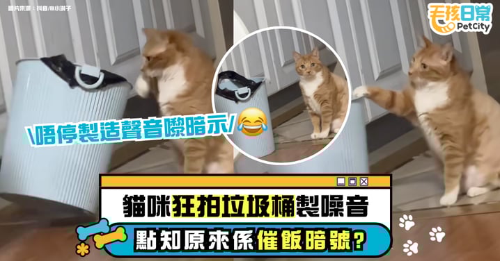 貓咪狂拍垃圾桶惹誤會　主人以為搗蛋選擇無視　結果竟是催飯暗號？