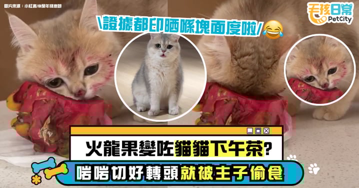 火龍果變貓咪點心？奴才剛切好轉身一秒　喵主子臉上留下「紅印證據」還裝無辜！