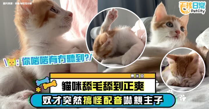 貓咪舔毛突遭「神秘配音」 嚇得一臉困惑:我舔到你身上了?