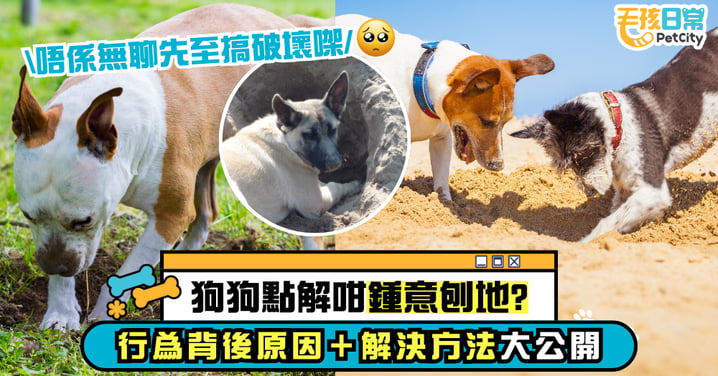 【狗狗行為】狗狗為什麼愛挖土？行為背後原因＋解決方法全解析