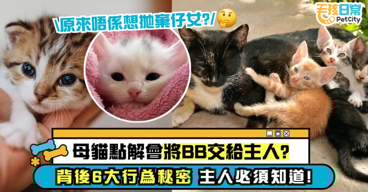 母貓為何將幼貓交給主人?原來有這6個原因 飼主一定要知道!