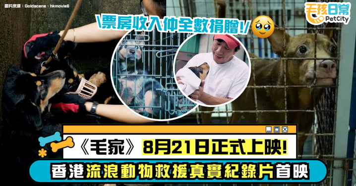 《毛家》8月21日正式上映！紀錄香港流浪動物救援歷程 票房全數捐贈慈善機構！