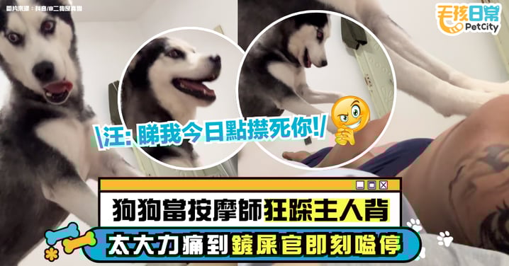 哈士奇化身按摩師狂踩主人背　力道爆表讓鏟屎官急喊停　網友笑稱：精油開背！