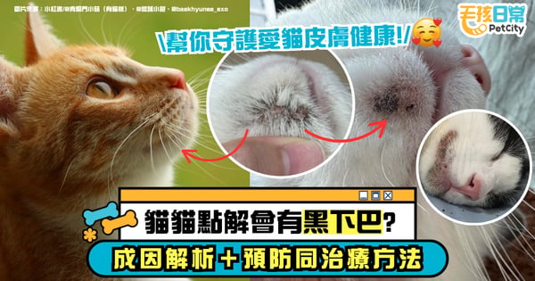 你的貓為什麼會長黑下巴?成因解析+預防與治療方法一次看懂 全面改善皮膚狀況!