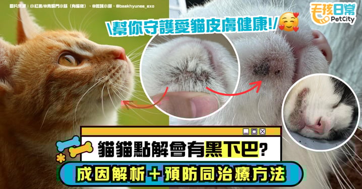 你的貓為什麼會長黑下巴?成因解析+預防與治療方法一次看懂 全面改善皮膚狀況!