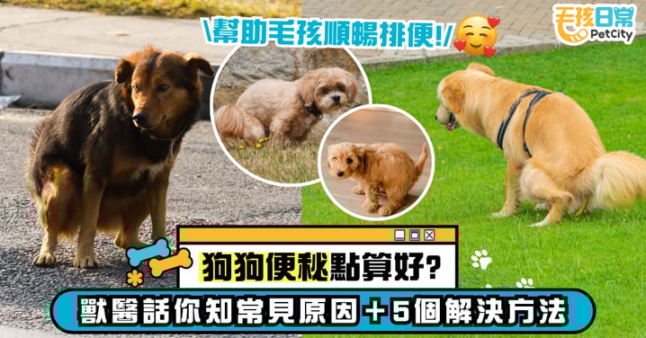 狗狗便秘怎麼辦？獸醫揭示5大常見原因與5大改善對策 幫助毛孩順暢排便！