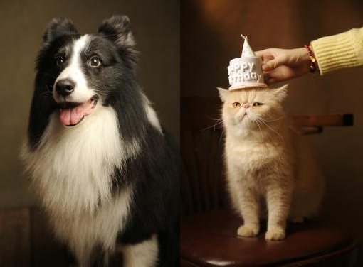 專業寵物沙龍攝影服務。