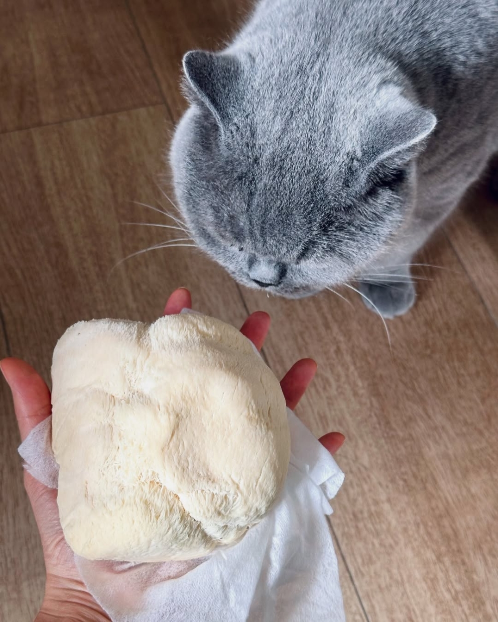 係寵物友善㗎！