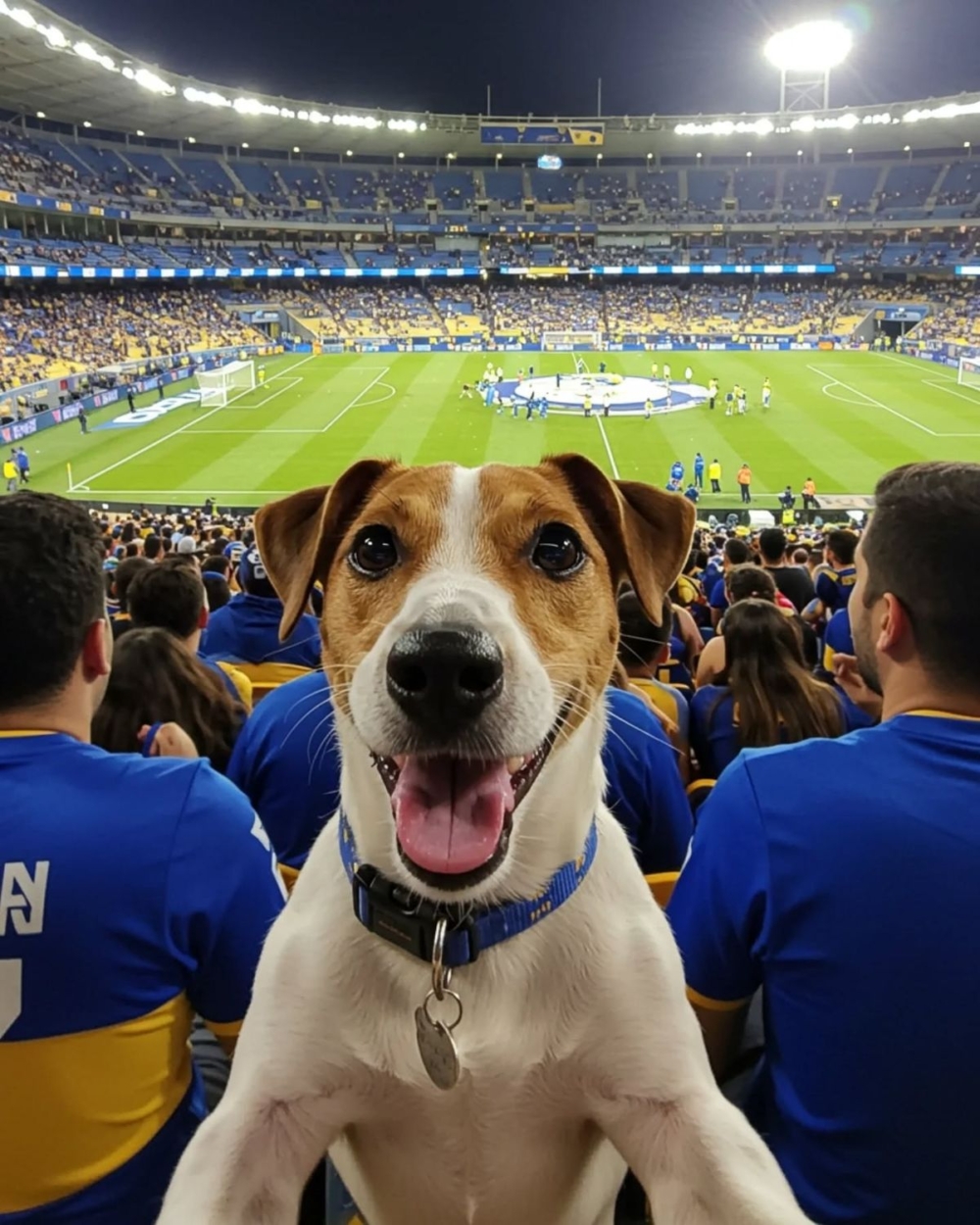 足球賽事研容許寵物入場　香港或迎來全新「毛孩玩樂」熱點。