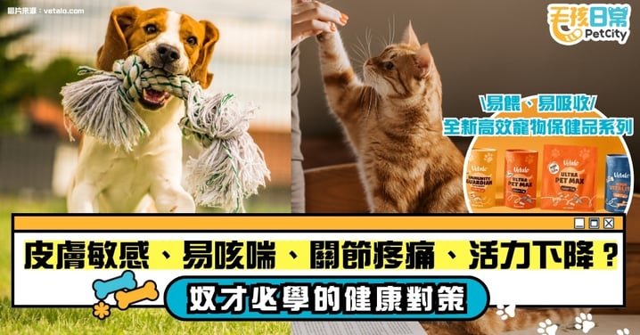 【寵物健康】皮膚敏感、易咳喘、關節疼痛、活力下降?奴才必學的「健康對策」,讓毛孩重拾健康!