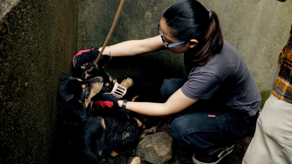 影片真實地反映了流浪動物所面臨的困境與殘酷現實。