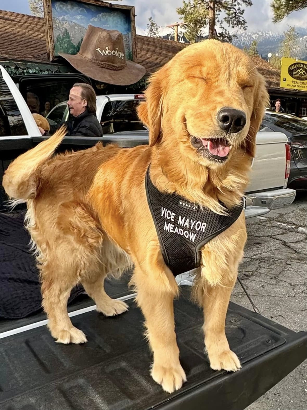 好像狗狗當鎮長也很不錯？