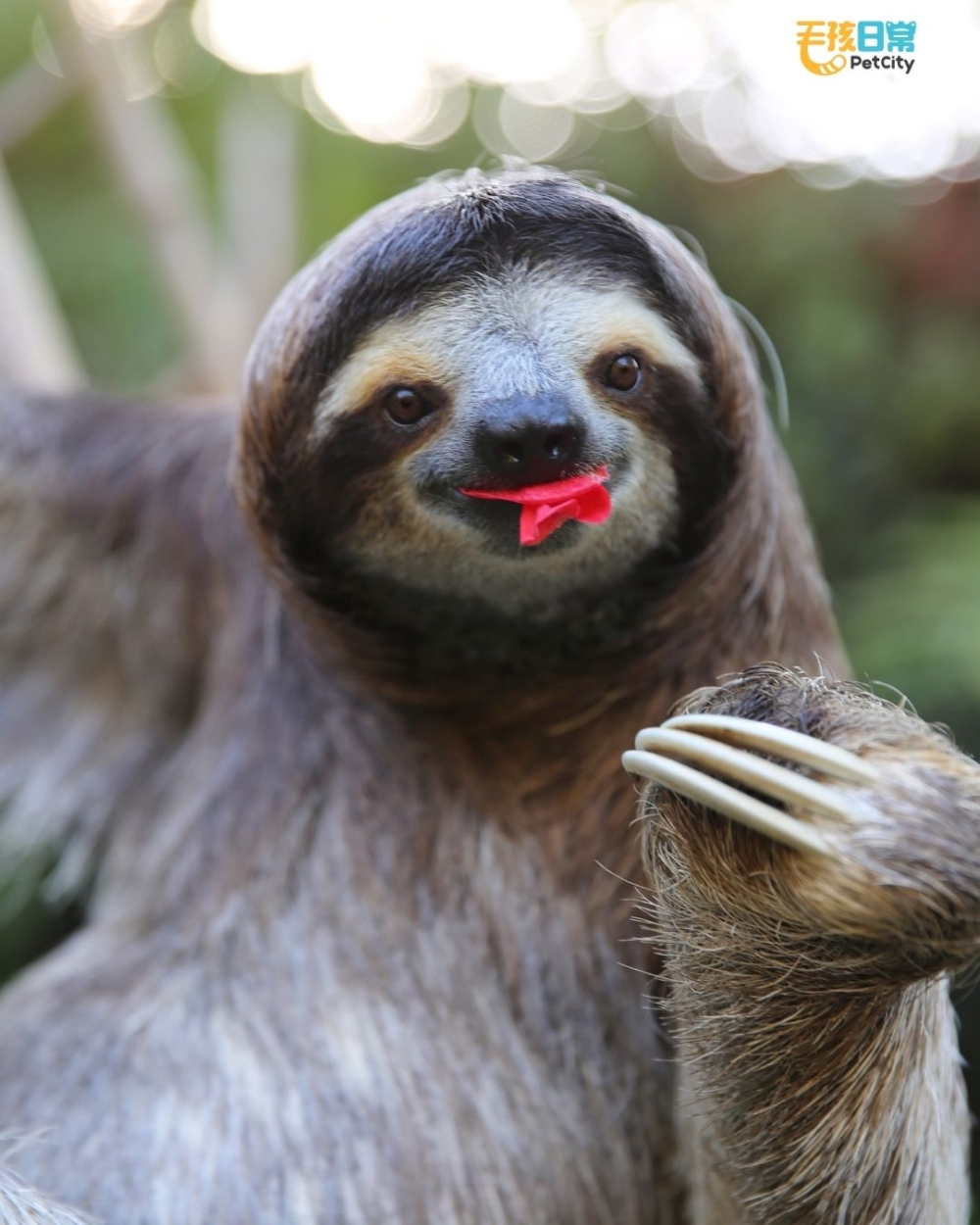 根據《National Geographic》報導，樹懶在水中潛水時，能憋氣長達40分鐘！