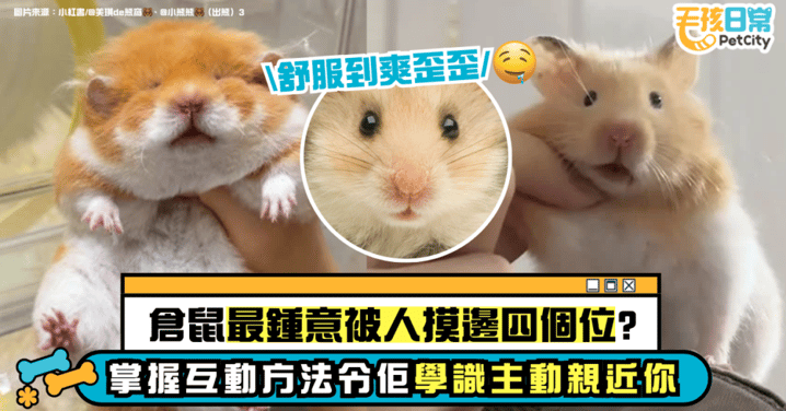 倉鼠最愛的四大觸摸部位！如何正確互動、撫摸讓牠們最舒適？專家教你建立信任關係！