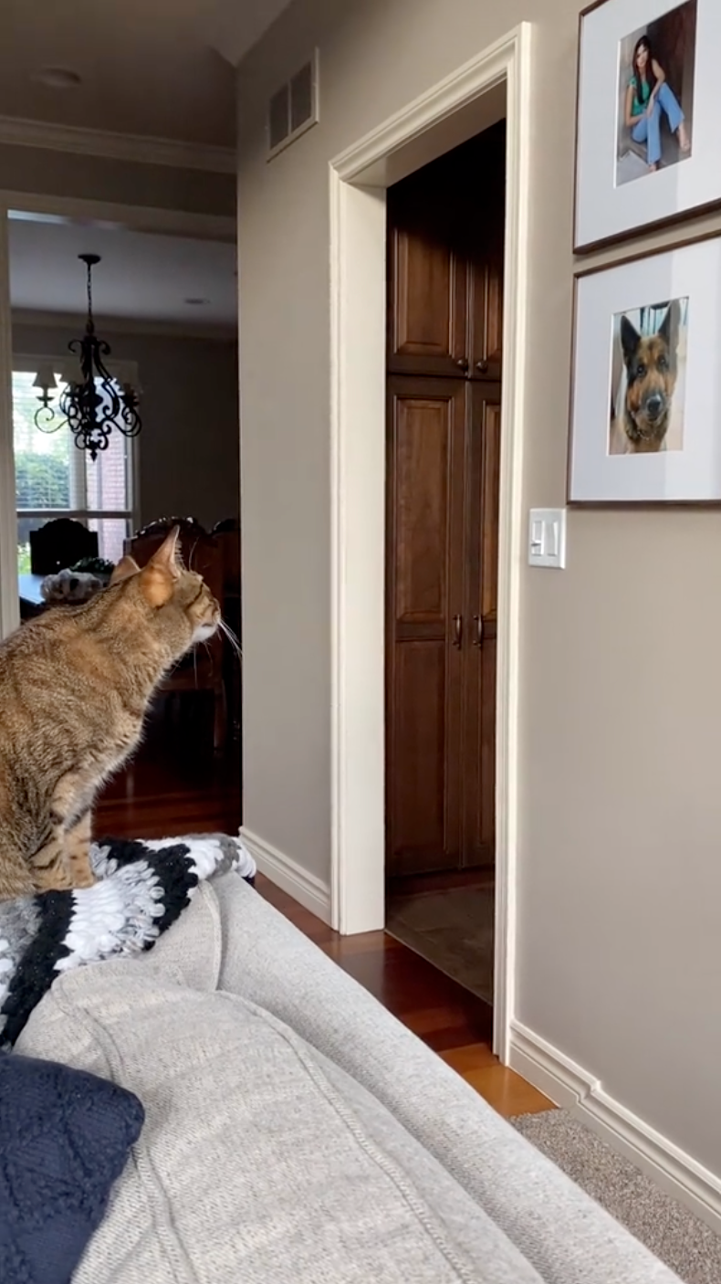 貓咪看著牆上Rocco的照片。