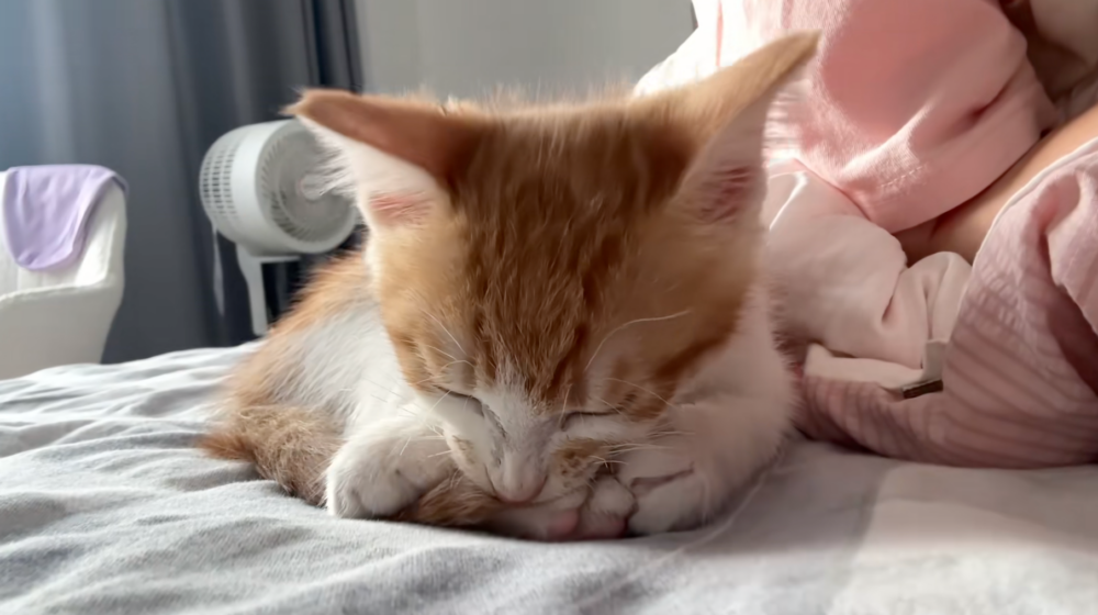 小貓咪在專心舔毛。