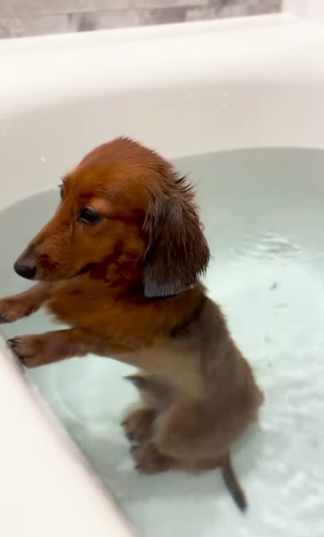 狗狗憑藉洗澡時「放屁冒氣泡」的可愛瞬間，意外成為全球網民關注的焦點。