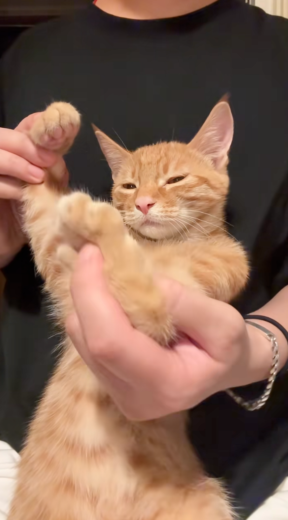 喵：有本事過來打我～