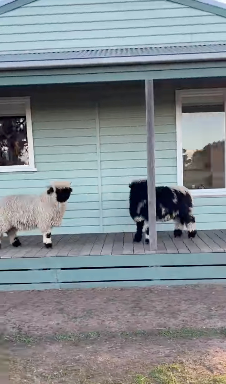 澳洲稀有瓦萊黑鼻羊超萌現身！