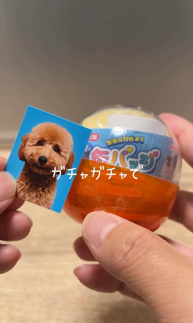 主子的證件照！