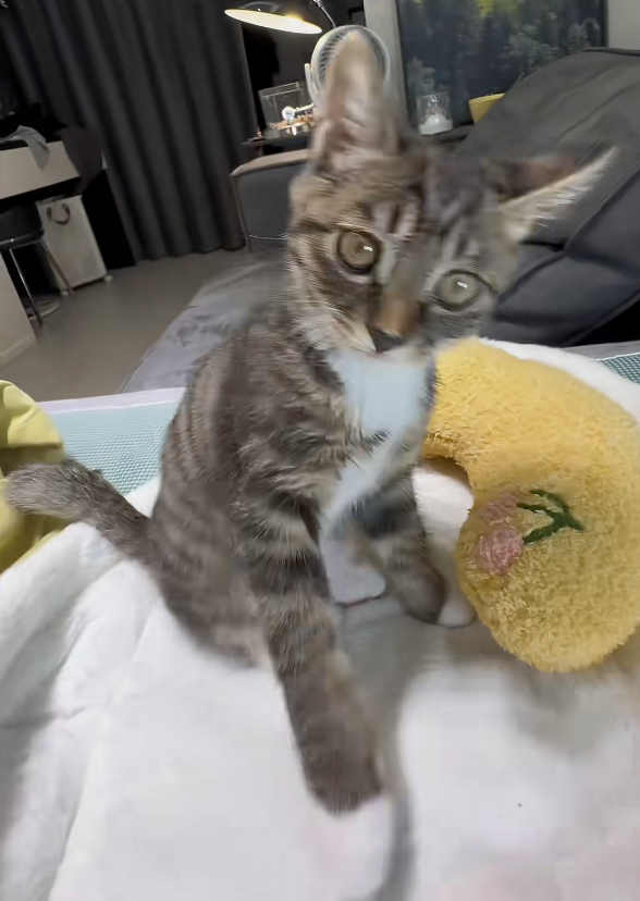 喵：朕警告你哦，拿開你的手！