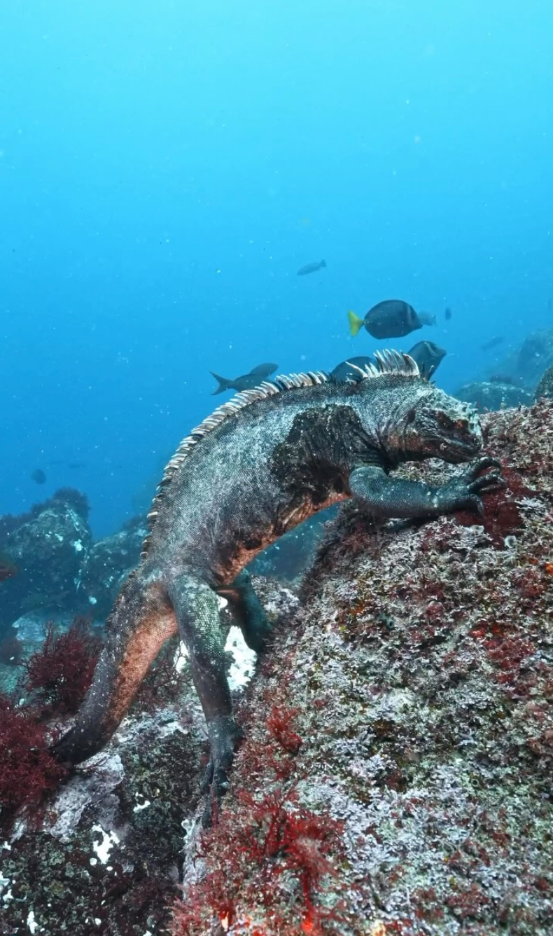 看起來像會吃人，但其實人家是吃草的好好先生！