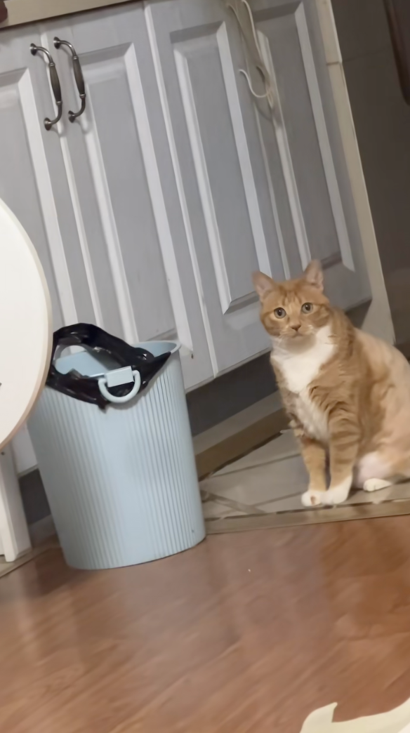 喵：難道我還不夠明顯嗎！