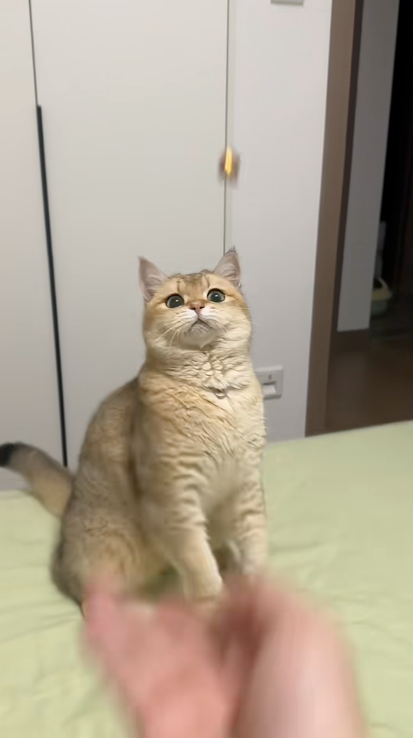 主人把鈴鐺丟向貓咪。