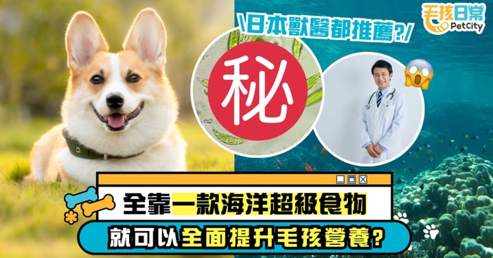 【毛孩營養】日本獸醫都推薦!靠一款海洋超級食物可全面提升貓狗健康?