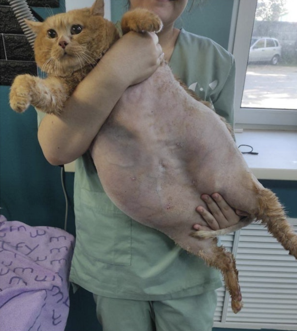 Kroshik在減肥營開始了牠的減重計畫。