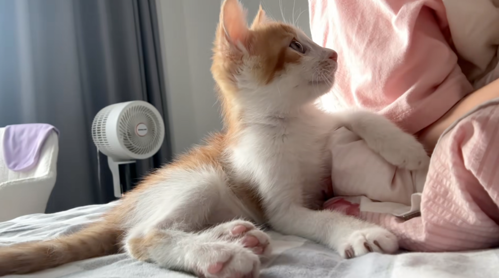 喵：嗯？剛剛什麼聲音？