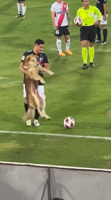 專家及業界看法。