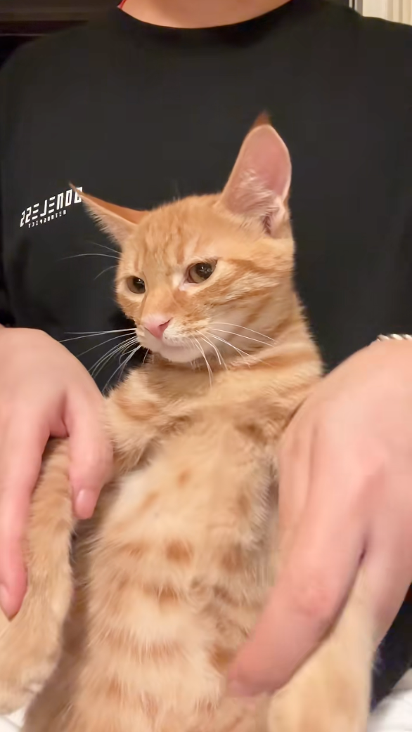 喵：人類，你也很為我痴迷吧！