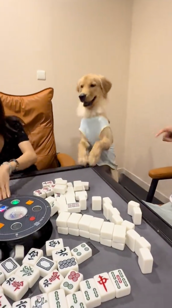 汪：快點快點！下一局啊！